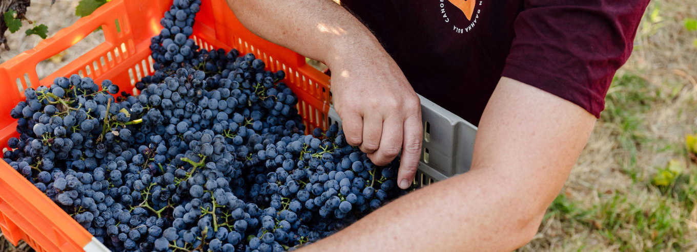 Harvested grapes at Canobolas Wines
